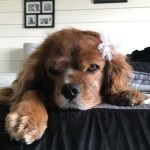 Meet your Posher, Faith